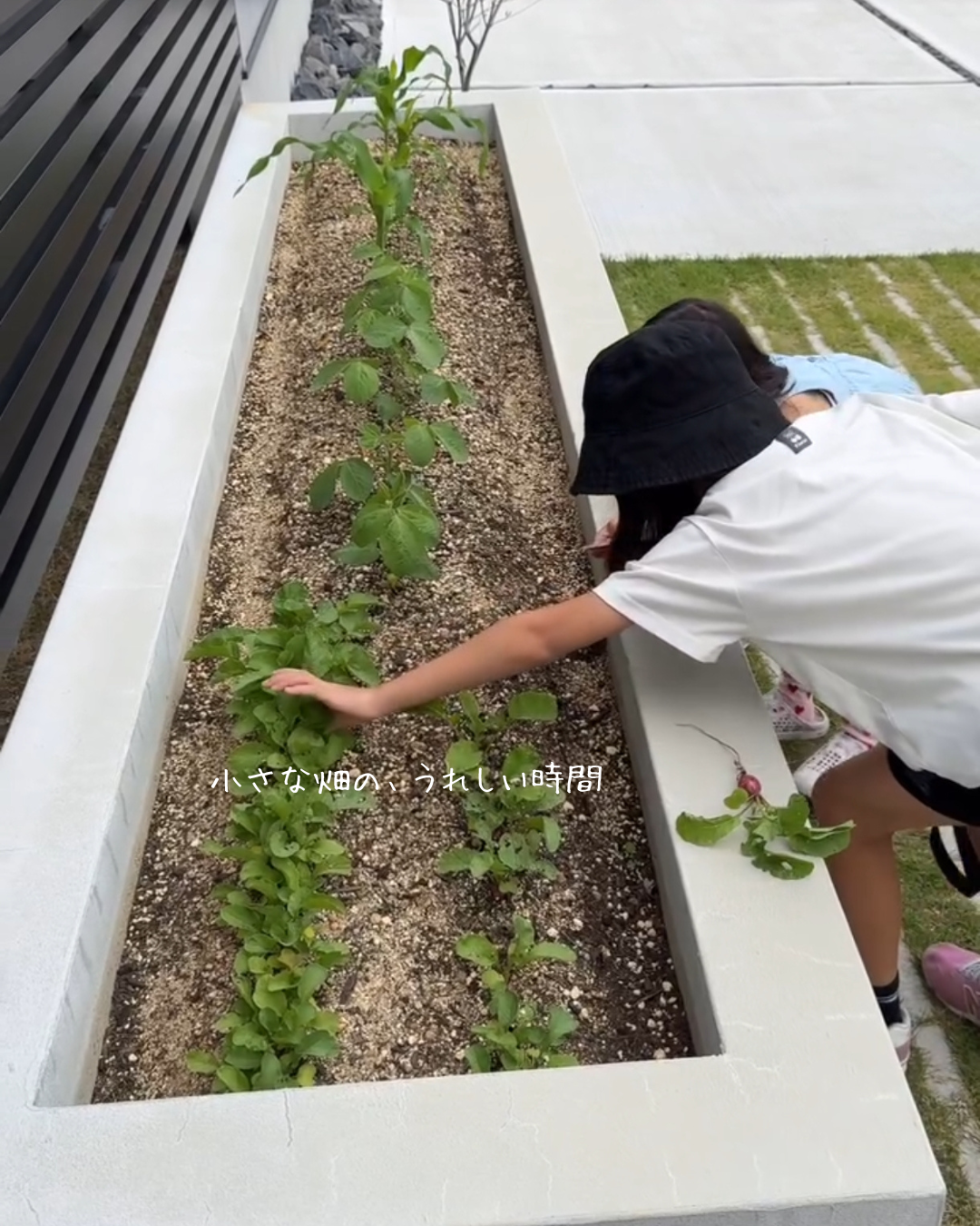 庭の小さな畑で、家族と一緒に野菜を収穫する子どもの姿がある暮らしの風景