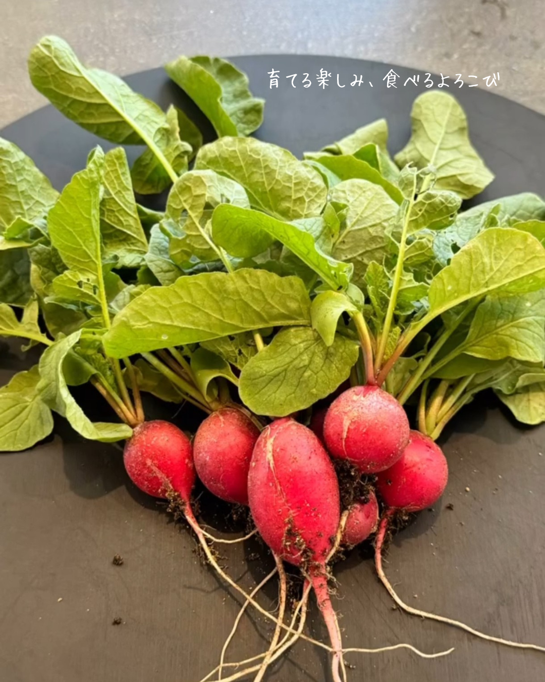 家庭菜園で育てたラディッシュを収穫し、食卓に並べた瑞々しい野菜の写真